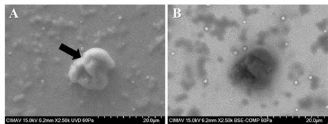 Micrographs At 2 500X Magnifications Of The Surface Of SnO 2 Thin Film