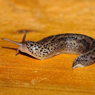 Bye Bye Schnecken Wie Du Effektiv Und Nachhaltig Nacktschnecken