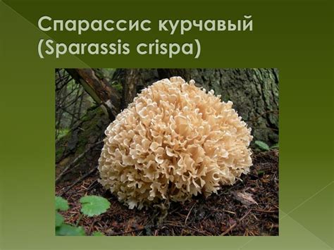 Грибы в Красной книге - презентация онлайн