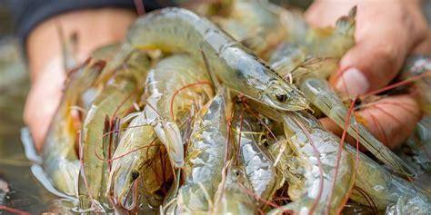 The Ecuadorian Record Milestone Of 1 Million Tons Of Shrimp Exports And