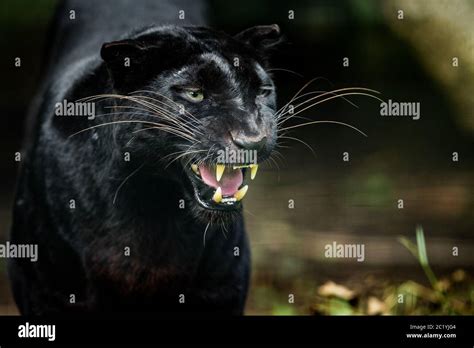 Black Panther In The Jungle Stock Photo Alamy