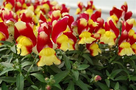 Antirrhinum Majus Nanum Snappy Red Yellow Snapdragon From Garden