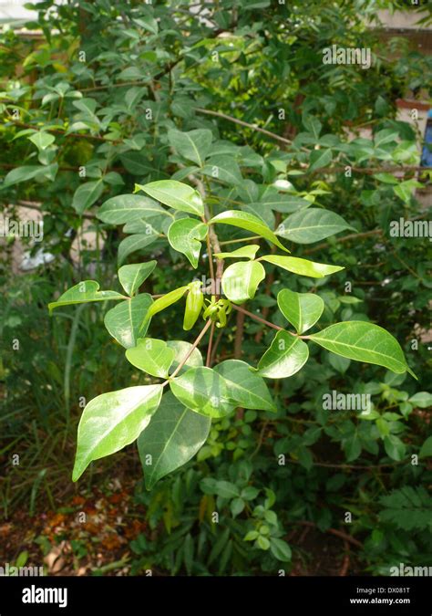 Leaves of Aegle marmelos, Stone apple, Crateva marmelos, Aegle marmelos var Stock Photo - Alamy