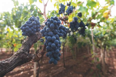 Cantina Masone Campogalliano Mosto Cotto Per Aceto Vino In Damigiana