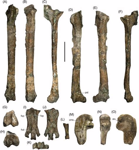 Paleontologists Unearth Remains Of Giant Human Sized Penguin Accuweather