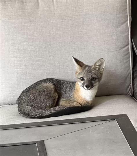 Frau Findet Seltsame Katze Auf Dem Sofa Als Das Tier Den Kopf Hebt