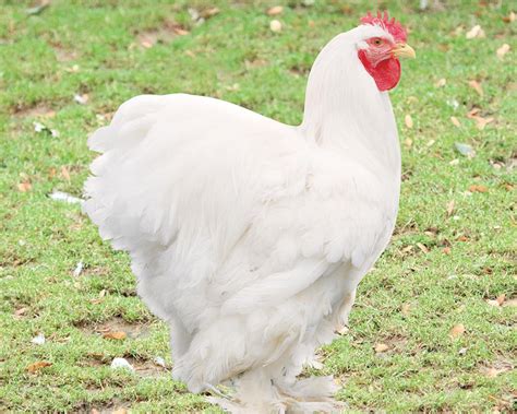 poule brahma blanche