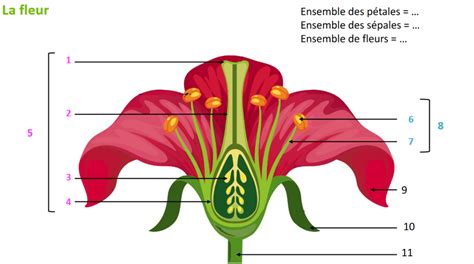 Appareil Reproducteur De La Plante Fleurs Diagram Quizlet