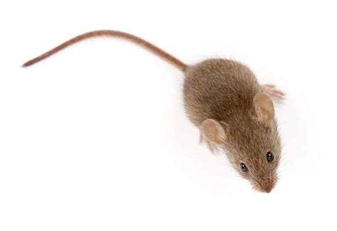 House Mouse Identification And Control In Utah