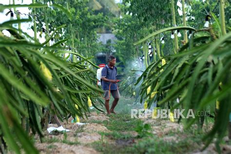 Budi Daya Buah Naga Kuning Di Banyuwangi Republika Online