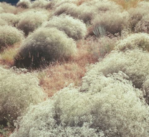 Washington State Noxious Weed Control Board