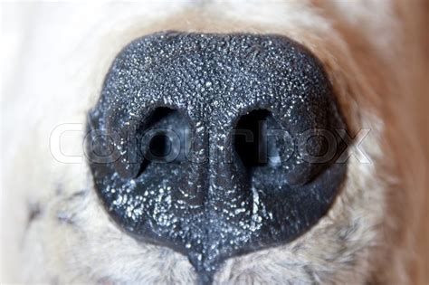 Polar bear nose. Close-up view | Stock image | Colourbox