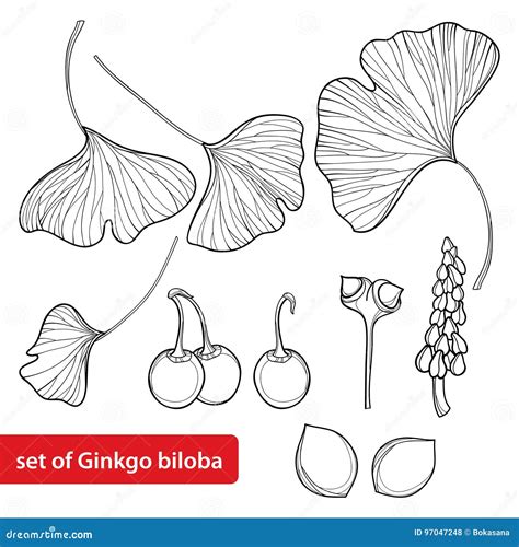 Vector Set With Outline Gingko Or Ginkgo Biloba Tree Leaf Fruit And