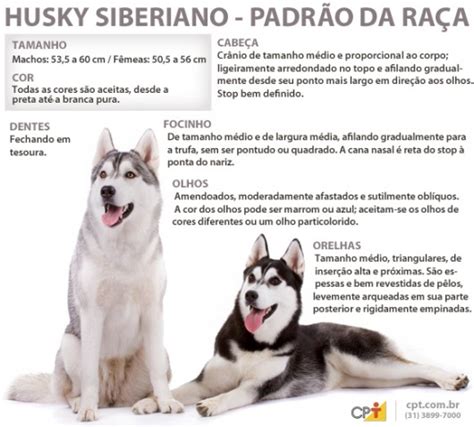 Como Se Escreve Husky Siberiano