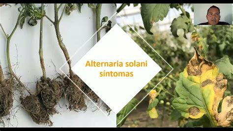 enfermedad en tomate alternaria solani tizón temprano YouTube