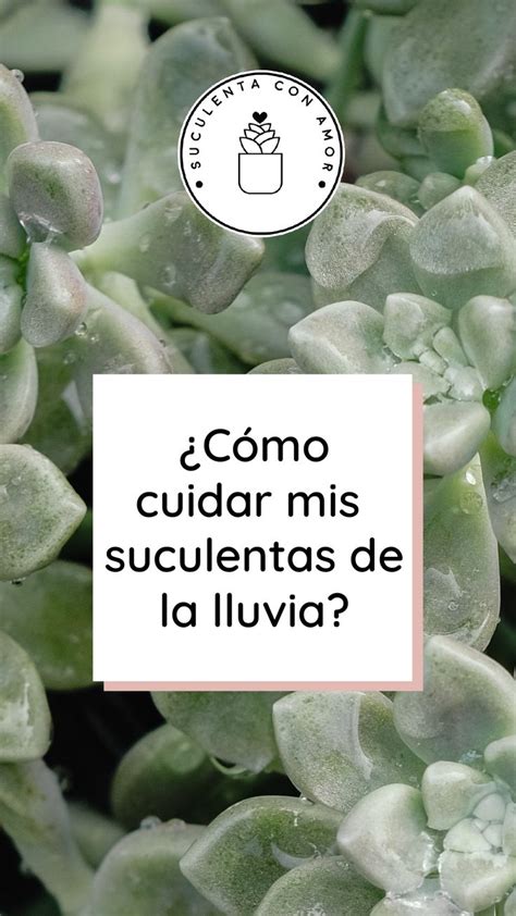 Cómo cuidar mis suculentas de la lluvia