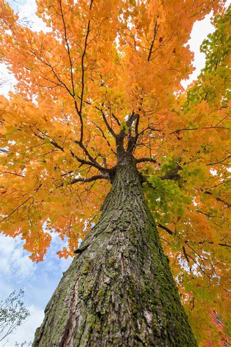 How To Grow And Care For Sugar Maple Trees Gardener’s Path