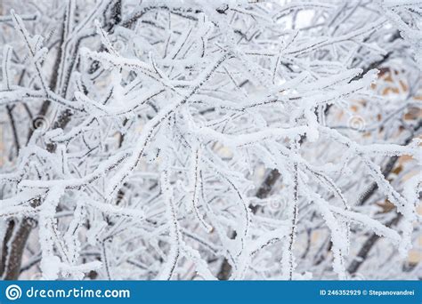 Snow and Rime Ice on the Branches of Bushes. Stock Image - Image of ...