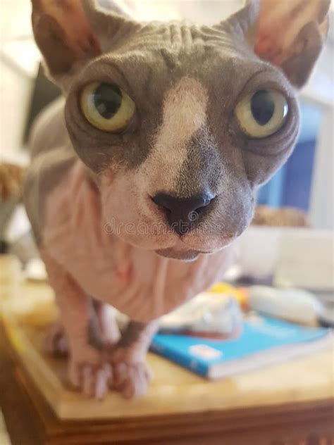 Funny Pink And Grey Sphynx Cat With Big Green Eyes Looking To Camera