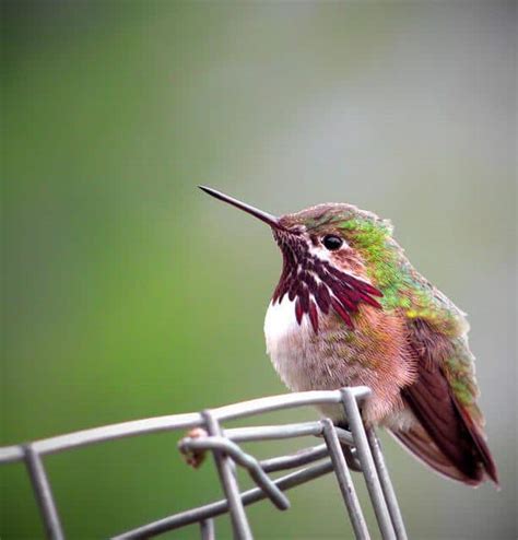 9 Stunning Hummingbirds In North Carolina You Must Know