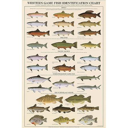 Amazon Western Gamefish Fish Poster And Identification Chart