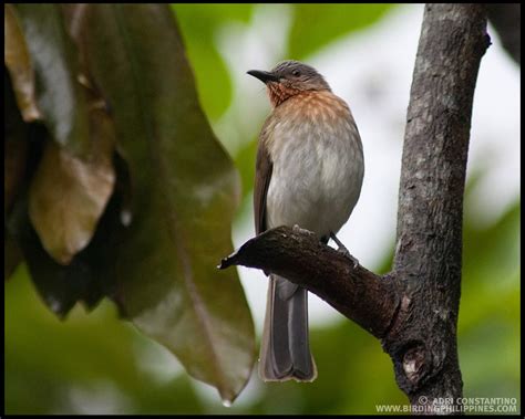 Birds from Luzon | | :: Birding Adventure Philippines | Guided birdwatching tours anywhere in ...