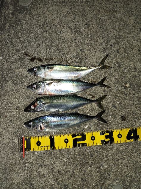 サバゲー 兵庫県瀬戸内海側 大蔵海岸 投げ釣り サバ 陸っぱり 釣り・魚釣り 釣果情報サイト カンパリ