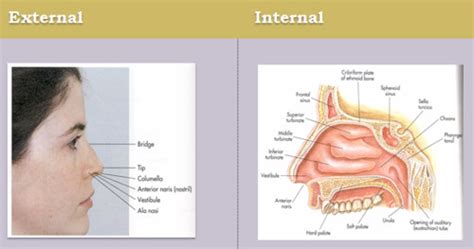 Nasal Cavities And Sinuses Flashcards Quizlet