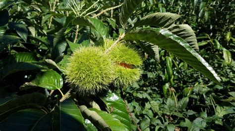 Fotos gratis árbol rama hoja flor comida Produce botánica