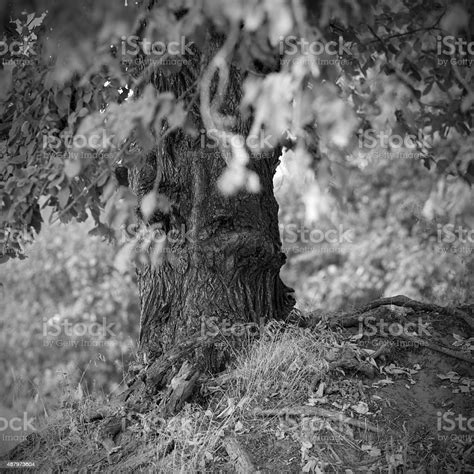 Black And White Landscape With A Lone Tree Stock Photo Download Image