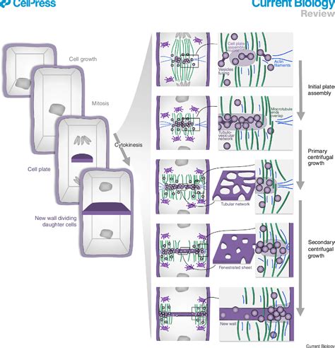 Figure 1 From Cytoskeletal Regulation Of Primary Plant Cell Wall