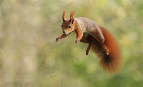 Flying Squirrel By Julian Rad Photo 89648979 500px