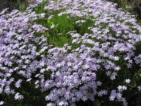 Best Ground Cover Plants Artofit