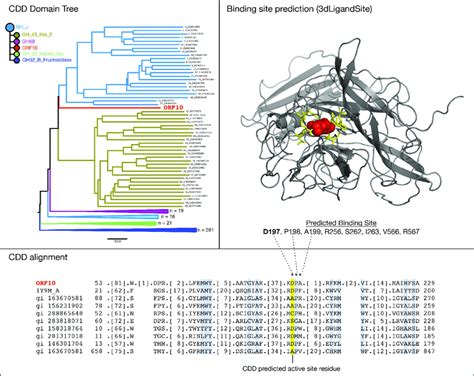 Bioinformatic Characterization Of A Putative Glycosyl Hydrolase Domain