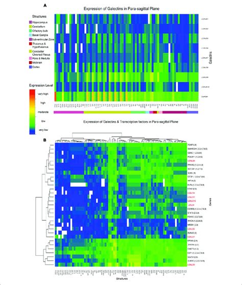 Heat Map Of Galectin Tf Gene Expression In Para Sagittal Plane A Download Scientific