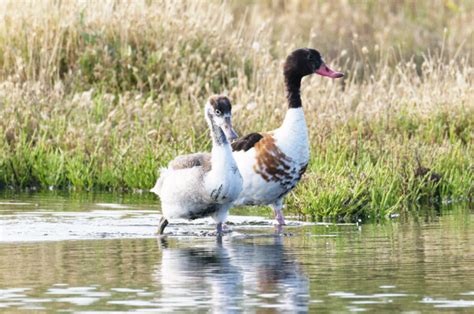 Participez Aux Assises Territoriales De La Lpo Aquitaine Lpo Ligue