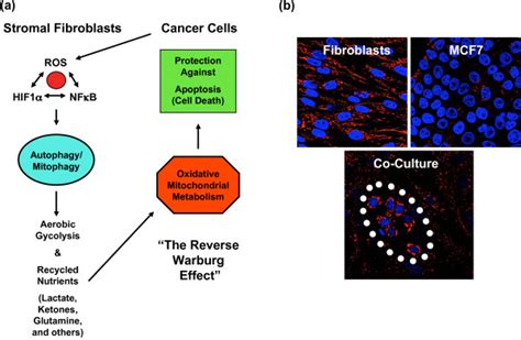 The Reverse Warburg Effect A Via Oxidative Stress Cancer Cells