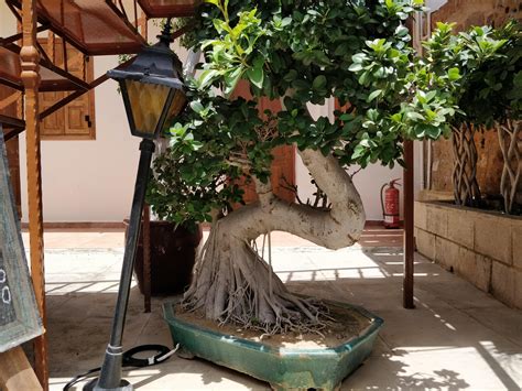 A great ginseng ficus : r/Bonsai