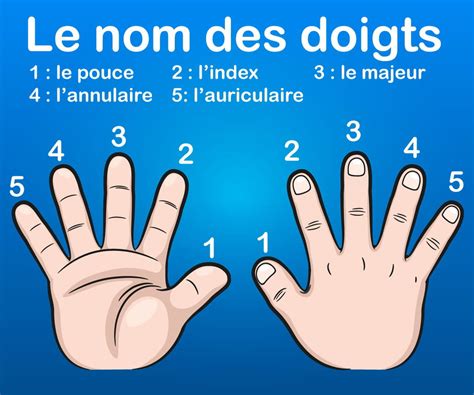 Comment Sappellent Les Doigts De La Main