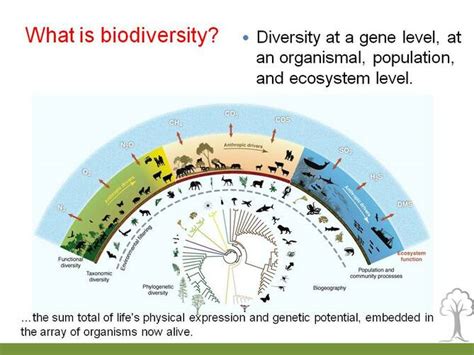 What Is Biodiversity Tropical Conservation Fund