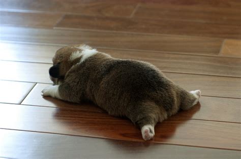 Corgi pup sleeping on the floor - Teh Cute