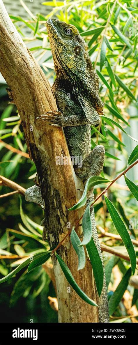 Frilled Neck Lizard Chlamydosaurus Kingii On A Tree Branch Stock