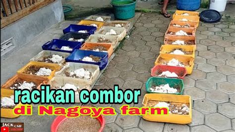 Proses Comboran Simpel Murah Ringan Pakan Kambing Nagoyafarm Youtube