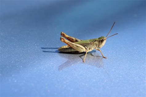 Saltamontes De Pie Sobre Fondo Azul Foto Premium