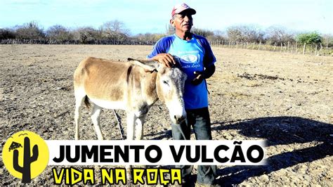 Vida Na Ro A Vaqueiro Lorota Mostra O Manejo Do Gado E O Seu Jumento