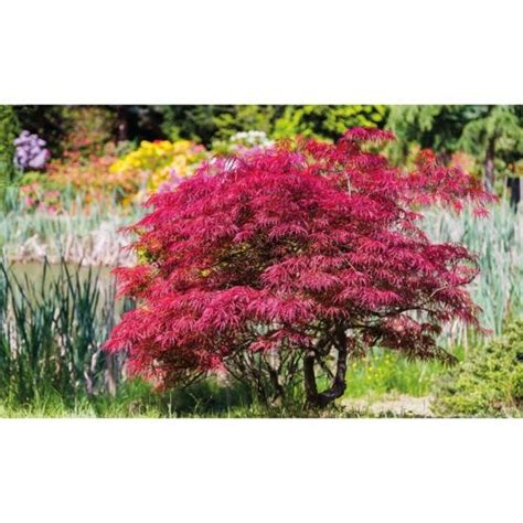 Thompson And Morgan Acer Palmatum Atropurpureum Cm Pot Plants