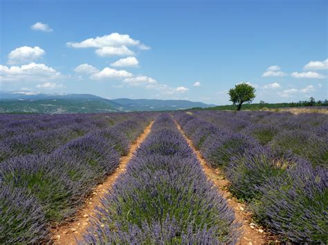 Fotos gratis paisaje césped horizonte pantano cielo campo prado