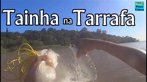 Pescaria de Tainha Tarrafa Pesca Vídeos YouTube