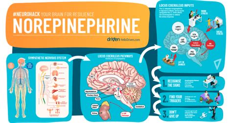 3 Ways To Regulate Norepinephrine Driven