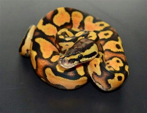 Pin By Wildholz Biber On Snakes Cute Snake Cute Reptiles Ball Python